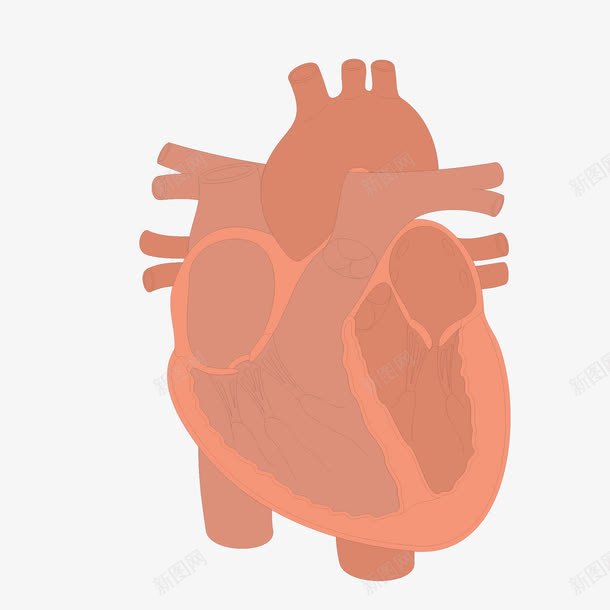 卡通版的心脏png免抠素材_新图网 https://ixintu.com 五脏 卡通 器官 心脏