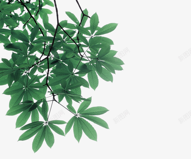 绿色树叶树枝装饰图案png免抠素材_新图网 https://ixintu.com 免抠PNG 树叶 树枝 绿色 装饰图案