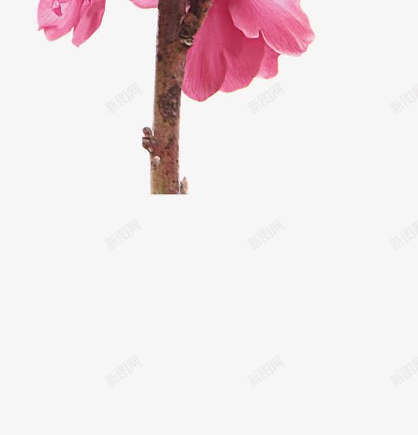 粉色中国风花朵海报装饰png免抠素材_新图网 https://ixintu.com 国风 海报 粉色 花朵 装饰