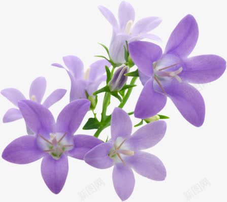 紫色手绘花朵植物装饰唯美png免抠素材_新图网 https://ixintu.com 植物 紫色 花朵 装饰
