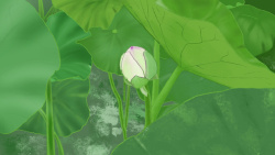 荷莲一朵含苞待放的荷花高清图片