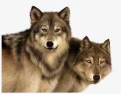 两匹狼两匹狼高清图片