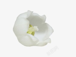 一朵白色花素材