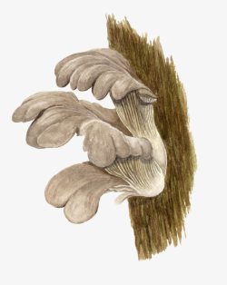 手绘腐木蘑菇素材