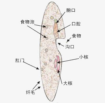 生物线粒体细胞png免抠素材_新图网 https://ixintu.com png 生物 线粒体 线粒体结构图 细胞 高尔基体