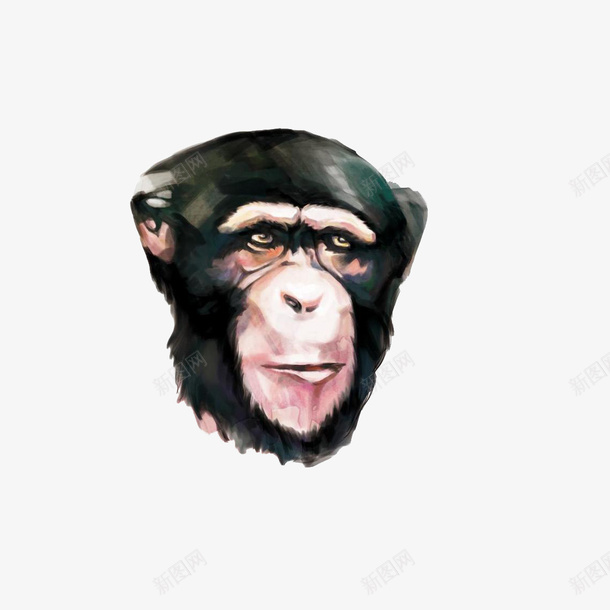 金刚猩猩png免抠素材_新图网 https://ixintu.com 一个猩猩头 力大无穷 强壮粗鲁 水墨画 猩猩 金刚猩猩 黑色