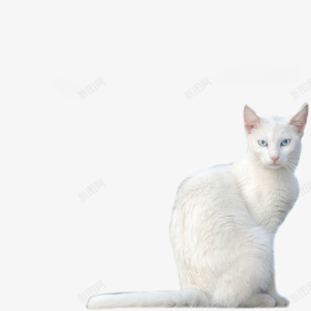 白色的猫png免抠素材_新图网 https://ixintu.com png素材 白色的猫