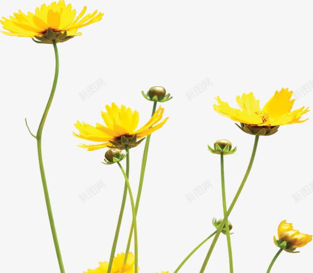 夏日植物花朵黄色效果风景png免抠素材_新图网 https://ixintu.com 夏日 效果 植物 花朵 风景 黄色
