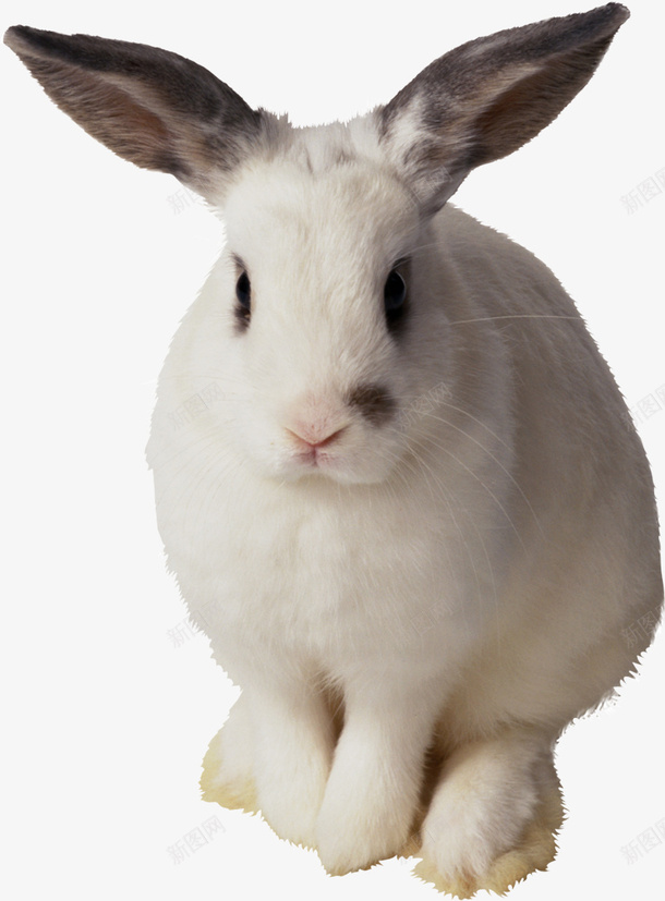 兔子png免抠素材_新图网 https://ixintu.com 兔子 动物 可爱的兔子 特别的兔子