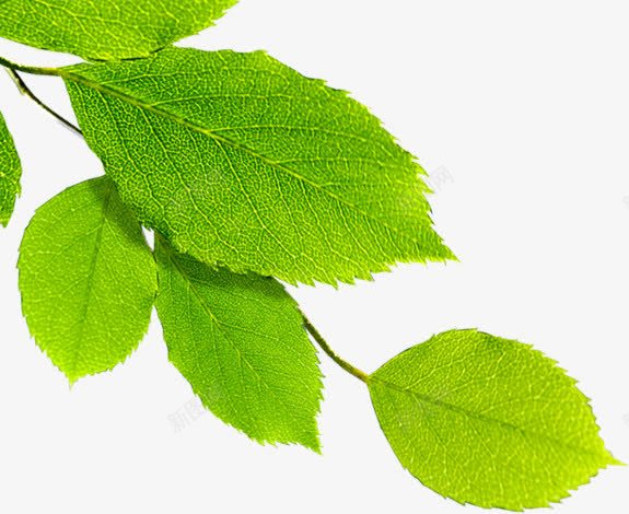 树叶春天嫩绿植物png免抠素材_新图网 https://ixintu.com 嫩绿 春天 树叶 植物