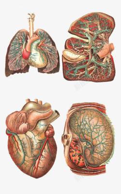 手绘人体器官素材