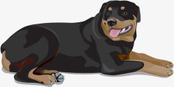 德国血统德国品种罗特韦尔犬高清图片