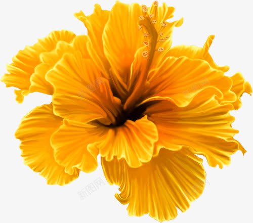 黄色纹理花朵植物png免抠素材_新图网 https://ixintu.com 植物 纹理 花朵 黄色