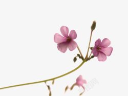 粉紫花朵儿素材