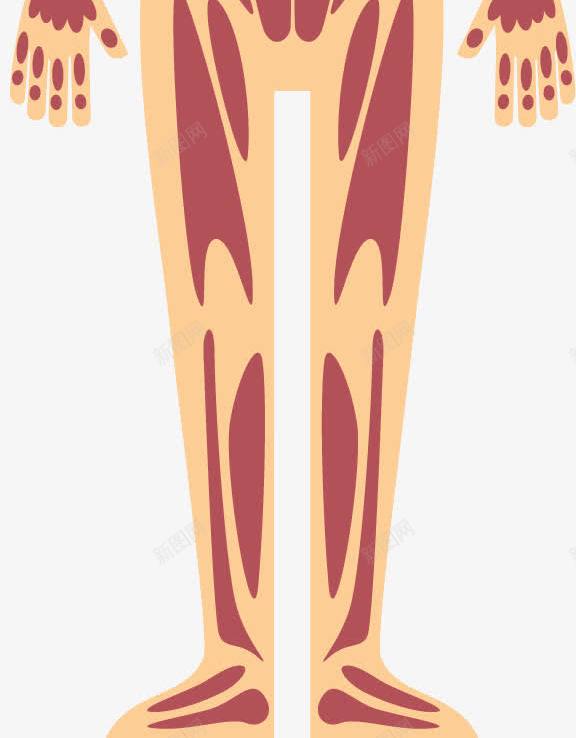 卡通人体躯干图png免抠素材_新图网 https://ixintu.com 人体 人体器官 人的肢体 卡通人体 卡通肢体 器官 四肢 女人躯体 躯体