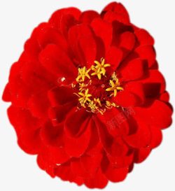 唯美大红色唯美红色花朵大红色高清图片