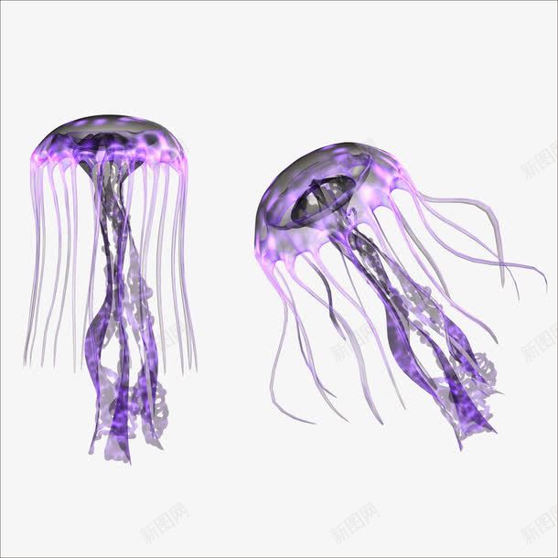 水母png免抠素材_新图网 https://ixintu.com 水的生物 紫色水母 红色