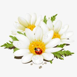 七星瓢虫白色花朵时尚素材