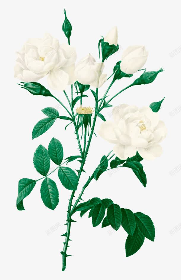 一束鲜花png免抠素材_新图网 https://ixintu.com 白色的花 矢量装饰 花 装饰 鲜花