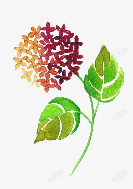 手绘漂亮绣球花png免抠素材_新图网 https://ixintu.com 叶子 手绘 漂亮 绣球花