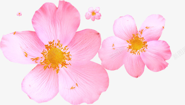 粉红色花朵图案psd免抠素材_新图网 https://ixintu.com 清新 粉红色 花朵