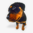 小狗9图标png_新图网 https://ixintu.com animal dog hound pet puppies puppy 动物 宠物 小狗 狗 猎犬