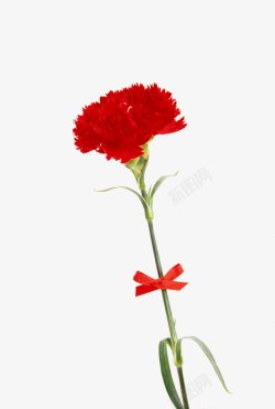 红色鲜花花卉康乃馨素材