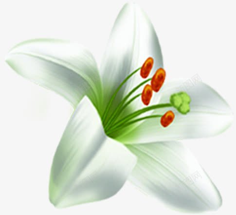 创意海报植物花朵白色png免抠素材_新图网 https://ixintu.com 创意 植物 海报 白色 花朵