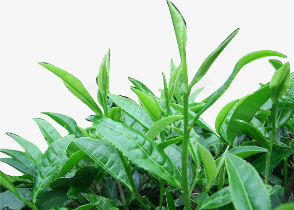 绿色的植物png免抠素材_新图网 https://ixintu.com 叶子 植物 绿色