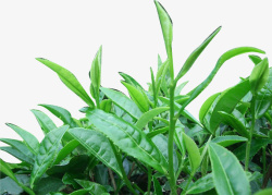 绿色的植物素材