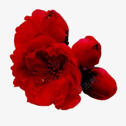 三朵红色花朵素材