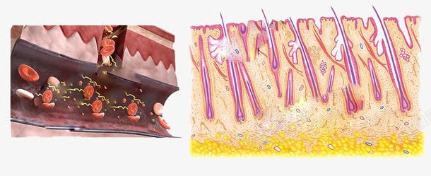 医务图表结构图png免抠素材_新图网 https://ixintu.com 剖析图 毛发 皮下组织 皮脂腺 肌肤组织