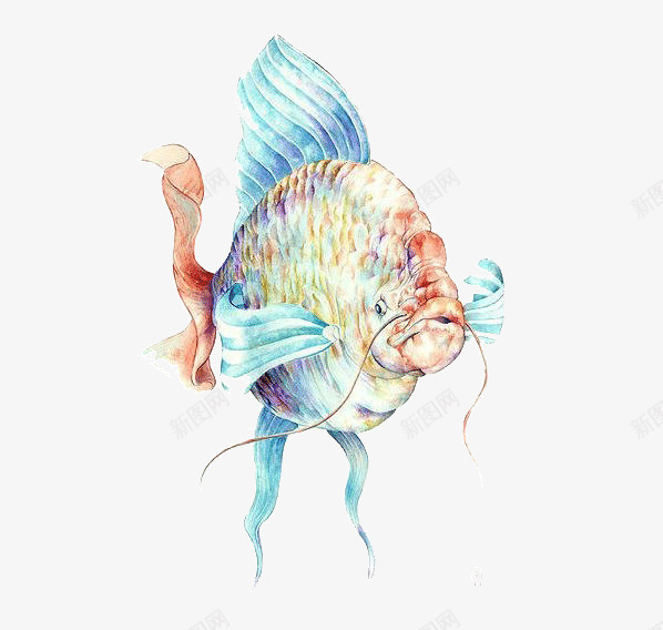 水彩鱼插画png免抠素材_新图网 https://ixintu.com 动物 彩绘 彩色 手绘 插画 水彩 鱼