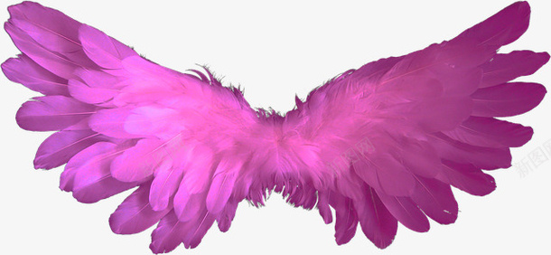 紫红色翅膀装饰图png免抠素材_新图网 https://ixintu.com 紫红色翅膀 紫红色翅膀装饰图 翅膀 装饰图