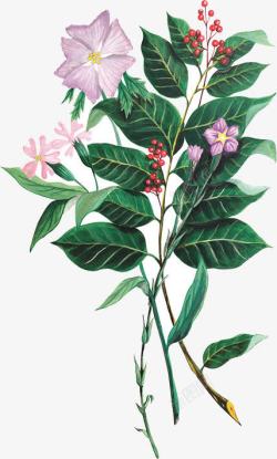 古典清新手绘植物树叶花朵素材