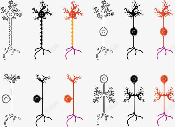 神经元png免抠素材_新图网 https://ixintu.com 创意 神经 神经元