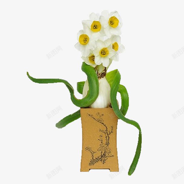 创意水仙花png免抠素材_新图网 https://ixintu.com 植物 水仙花