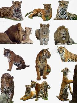 狮虎狮虎豹凶猛动物高清图片