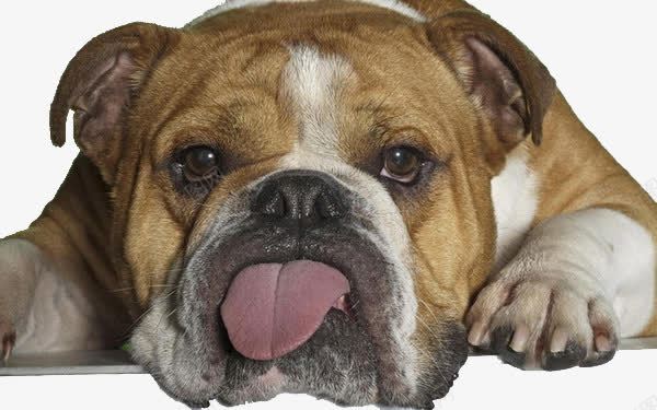 趴着的狗png免抠素材_新图网 https://ixintu.com 伸舌头的狗 动物 可爱的狗 趴着的狗