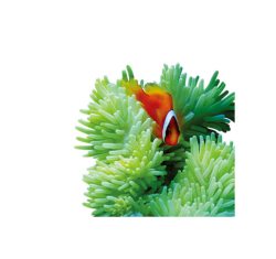 珊瑚鱼绿珊瑚鱼高清图片