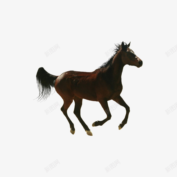 棕黑色的马png免抠素材_新图网 https://ixintu.com 免抠素材 动物 实物图 棕黑色 装饰图案