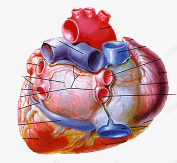 心脏解剖png免抠素材_新图网 https://ixintu.com 医 器官 心 解剖