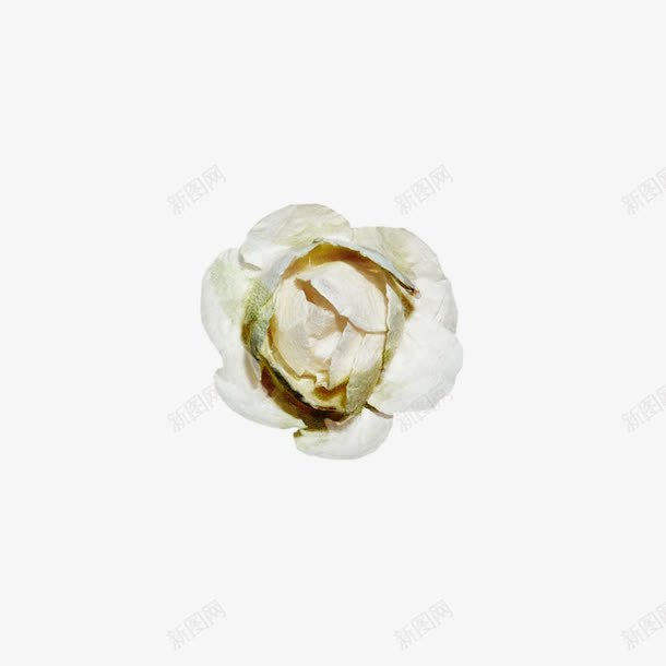 一朵白色花png免抠素材_新图网 https://ixintu.com 白色 白色花 花 花卉 花朵