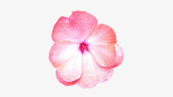 心形花瓣粉色花朵素材