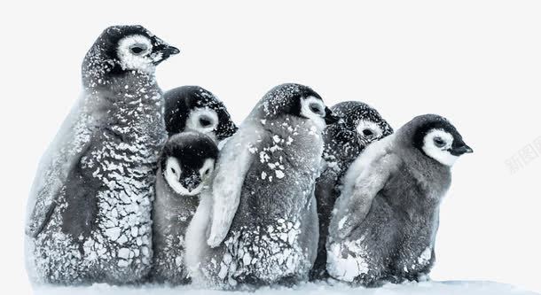 唯美南极雪png免抠素材_新图网 https://ixintu.com 南极 南极雪 唯美南极雪 旅游景区 著名景点