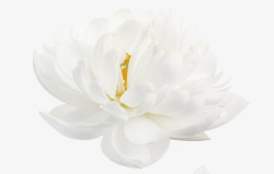白色简约花朵装饰素材