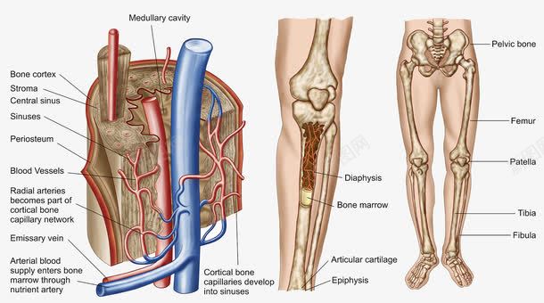 关节骨头png免抠素材_新图网 https://ixintu.com 关节 扭伤 静脉神经 骨头