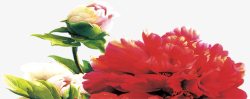 红色植物花朵效果教师节素材