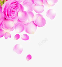 粉色玫瑰掉落花瓣医疗素材