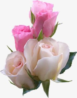 清新粉色玫瑰花朵素材